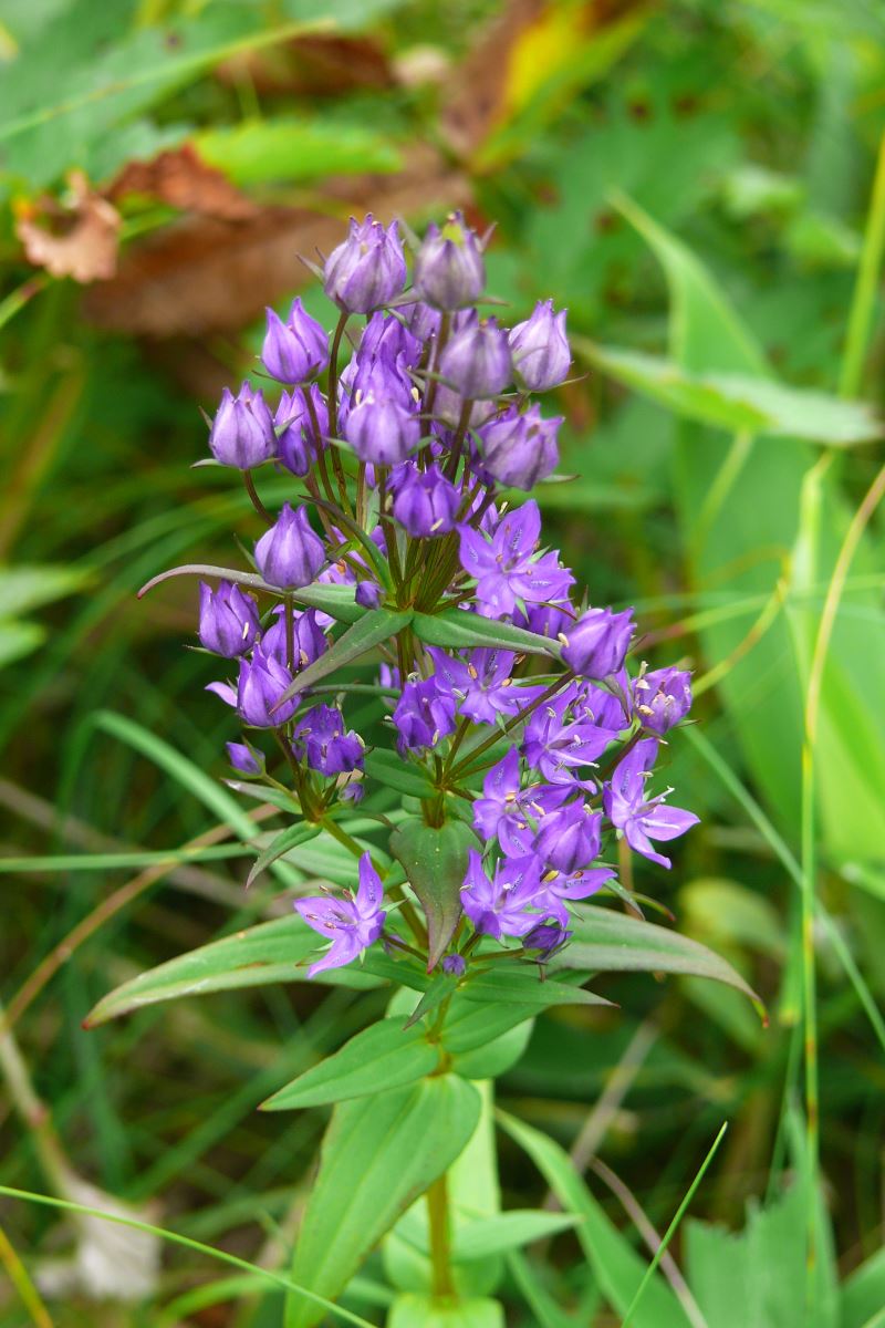 Image of Ophelia tetrapetala specimen.