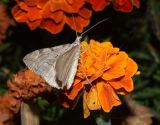 Tagetes patula