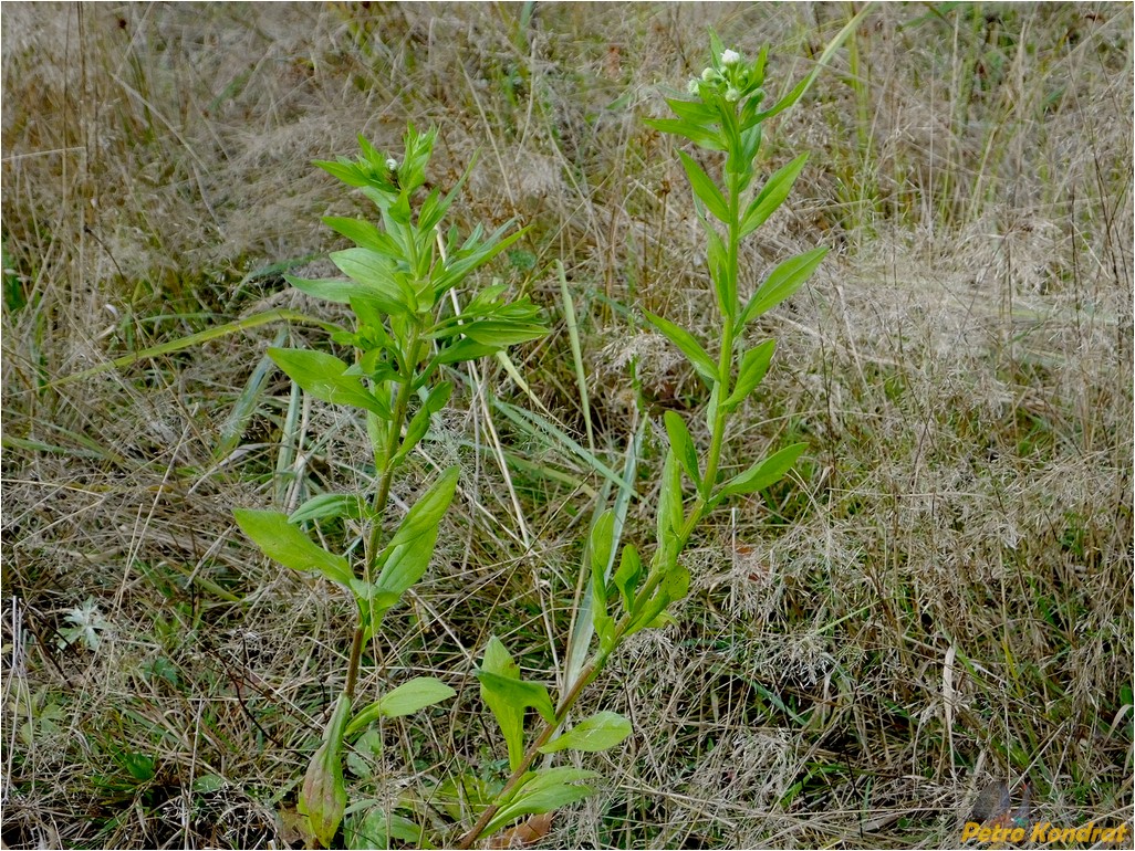 Изображение особи род Phalacroloma.