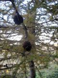 Larix sibirica. Ветвь с вызревшими шишками. Казахстан, Заилийский Алатау, лиственничные посадки Каскеленского лесхоза, около 1600 м н.у.м. Октябрь 2009 г.