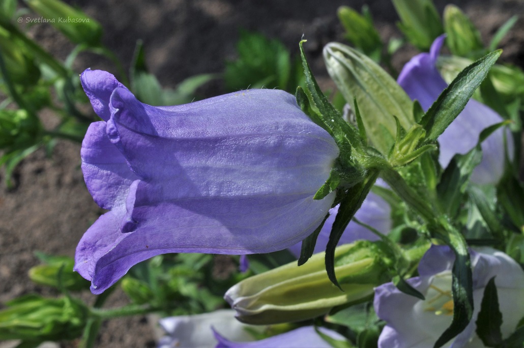Image of Campanula medium specimen.