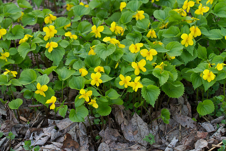 Изображение особи Viola uniflora.