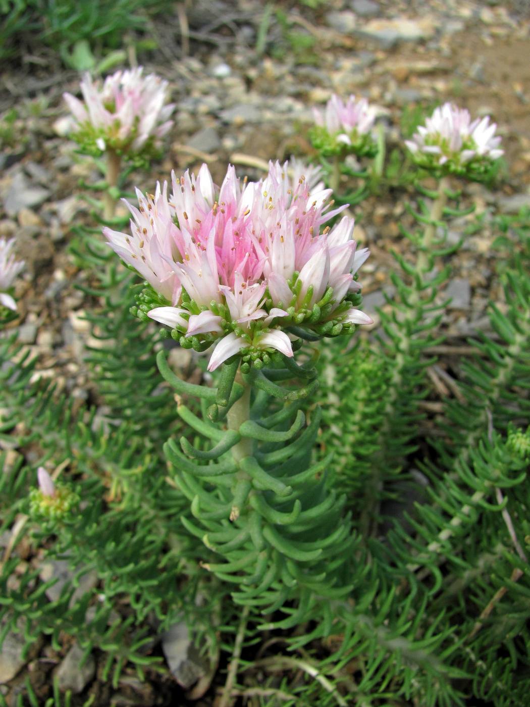 Image of Pseudosedum longidentatum specimen.