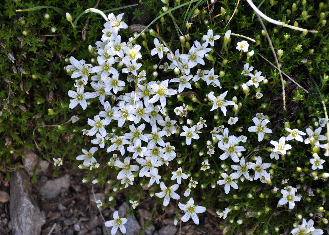 Image of Minuartia imbricata specimen.