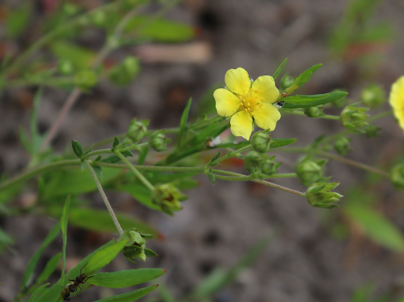 Изображение особи род Potentilla.