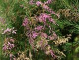 Tamarix ramosissima