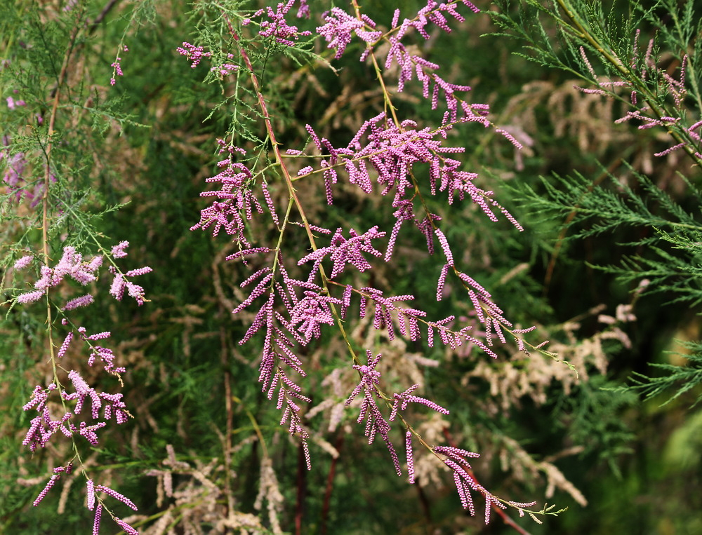 Image of Tamarix ramosissima specimen.