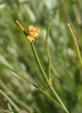 Ephedra distachya. Верхушка побега с микростробилом. Украина, Запорожский р-н, Дурная балка, разнотравная степь. 15.05.2016.