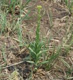 Camelina microcarpa