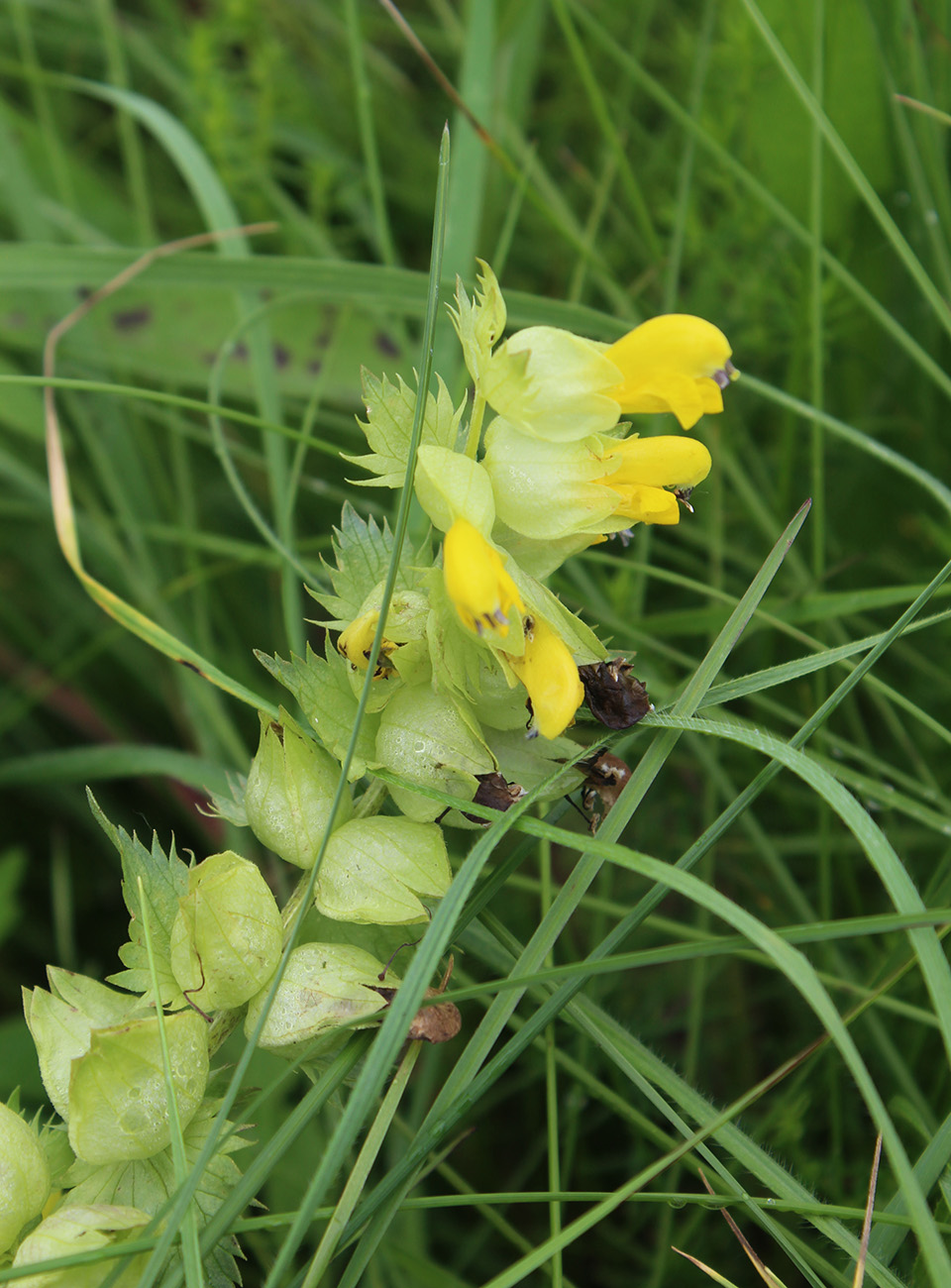 Image of Rhinanthus vernalis specimen.