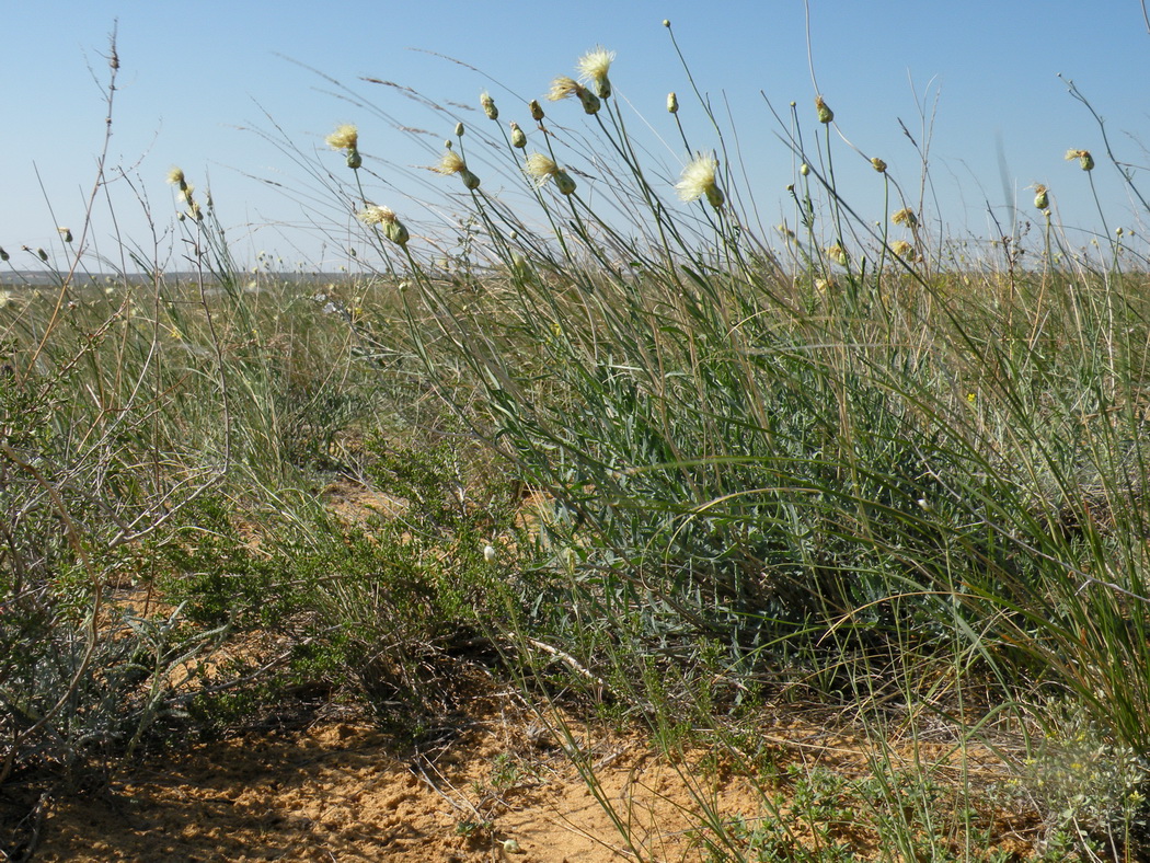 Изображение особи Rhaponticoides kasakorum.