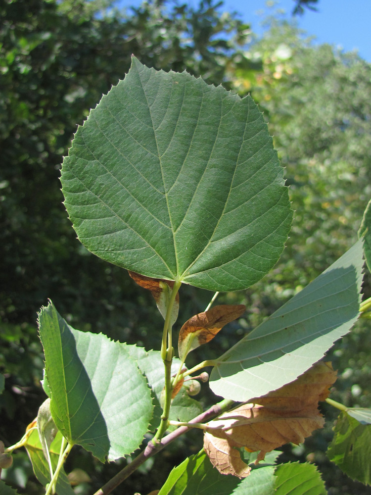 Image of Tilia dasystyla specimen.