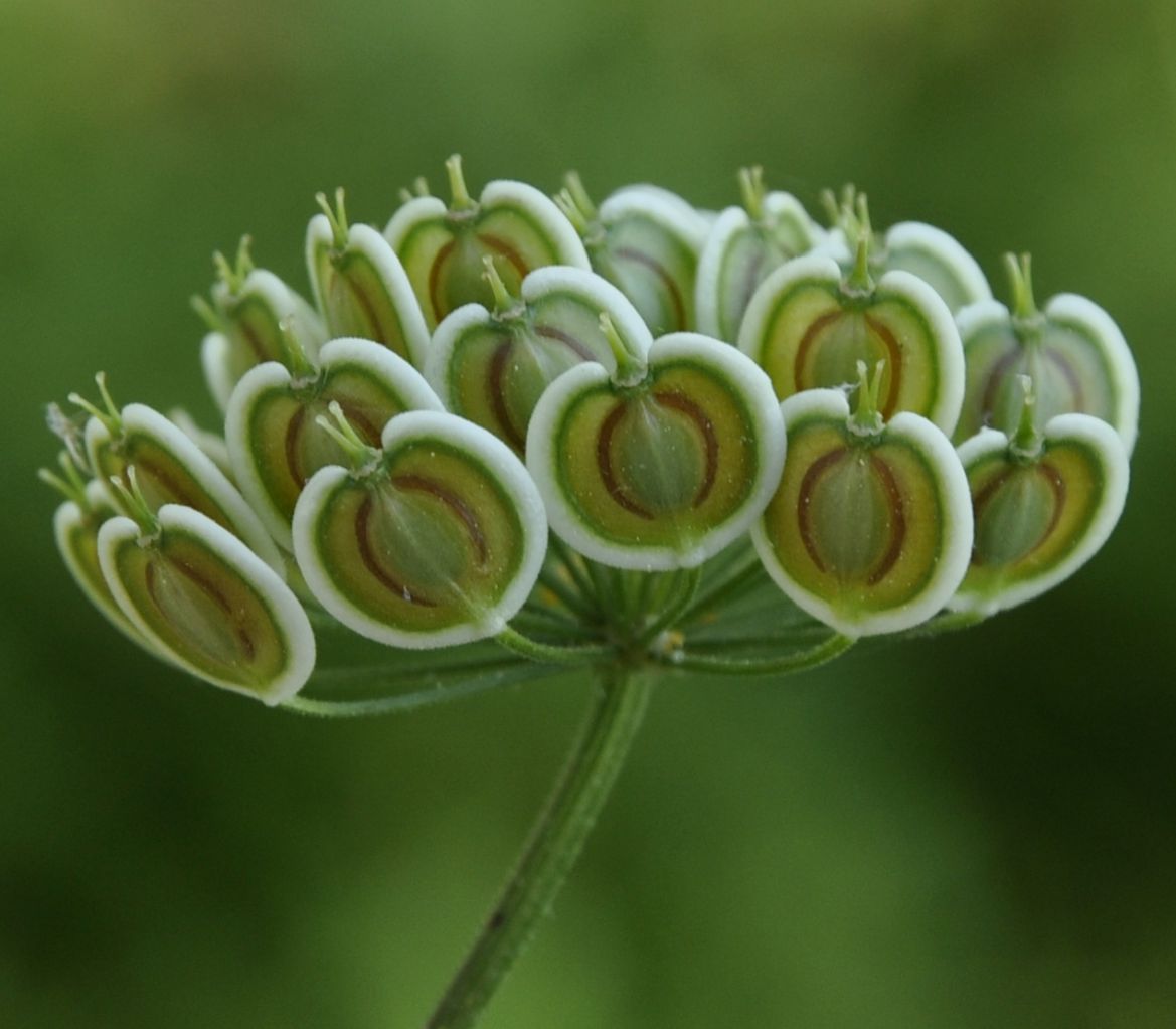 Изображение особи Malabaila aurea.