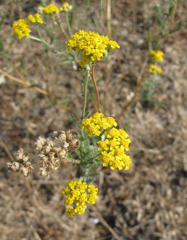 Image of Achillea taurica specimen.