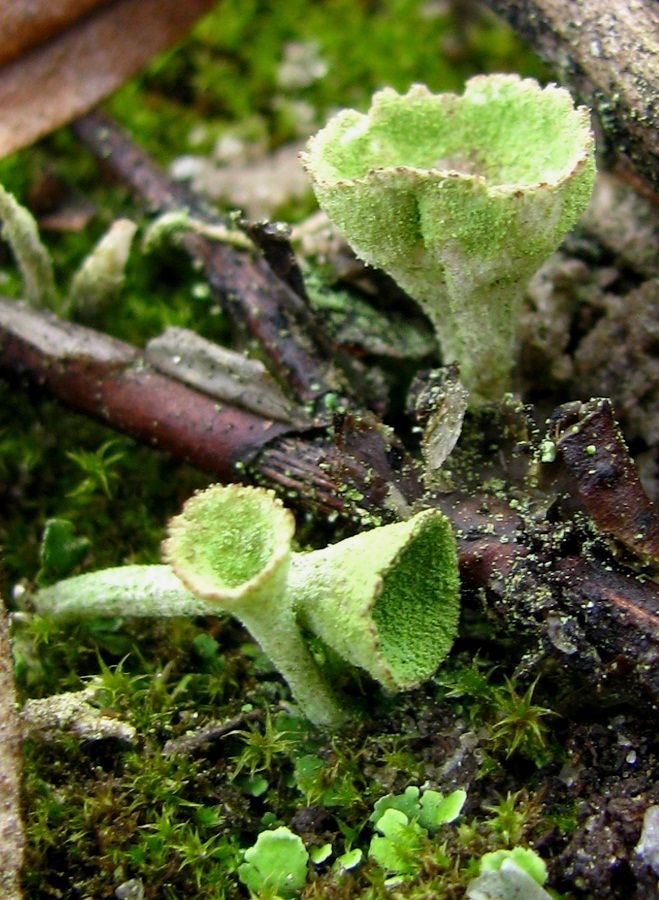 Изображение особи род Cladonia.