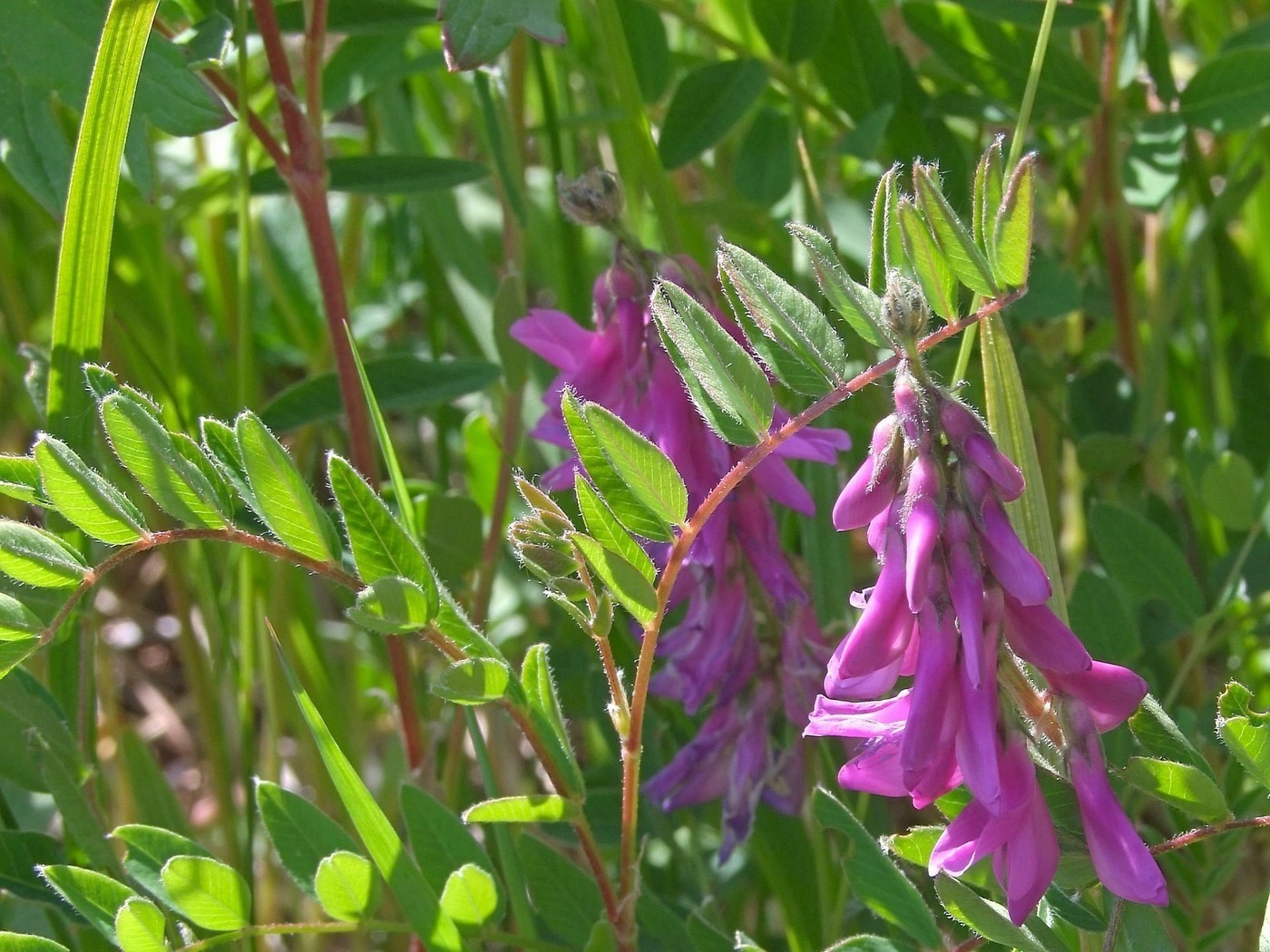 Изображение особи Hedysarum hedysaroides.