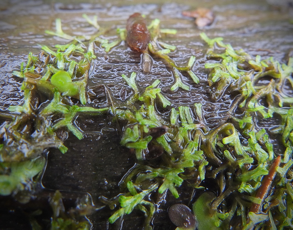 Image of Riccia fluitans specimen.