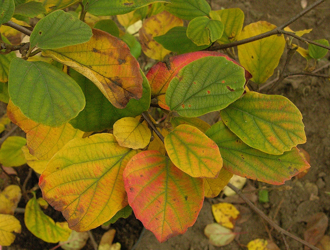 Изображение особи Fothergilla gardenii.