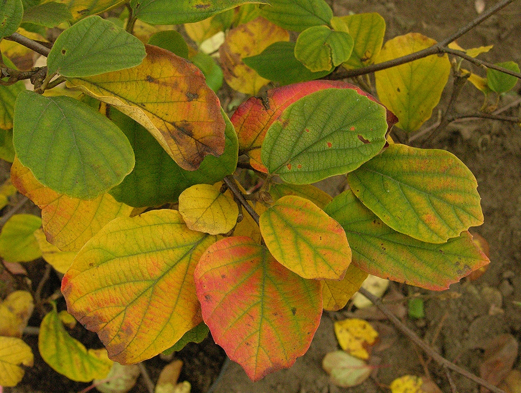 Изображение особи Fothergilla gardenii.