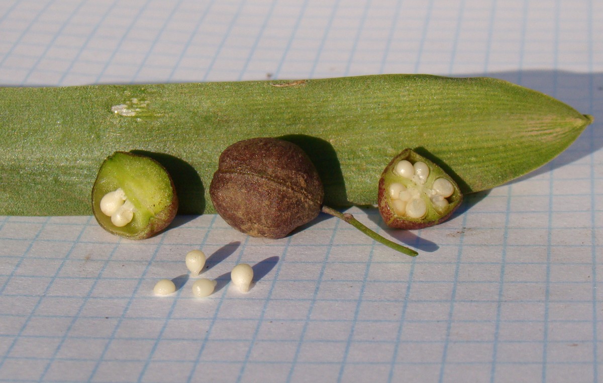 Image of Scilla siberica specimen.