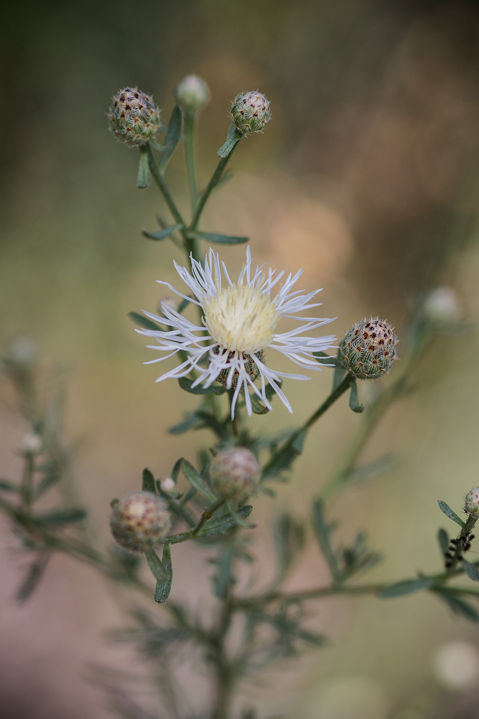 Image of Centaurea biebersteinii specimen.