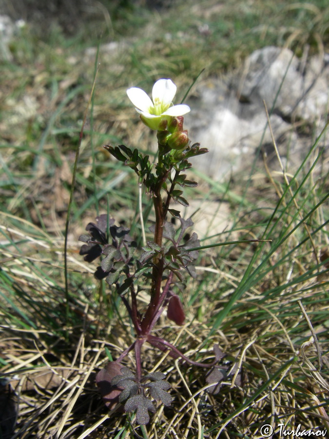 Изображение особи Cardamine graeca.