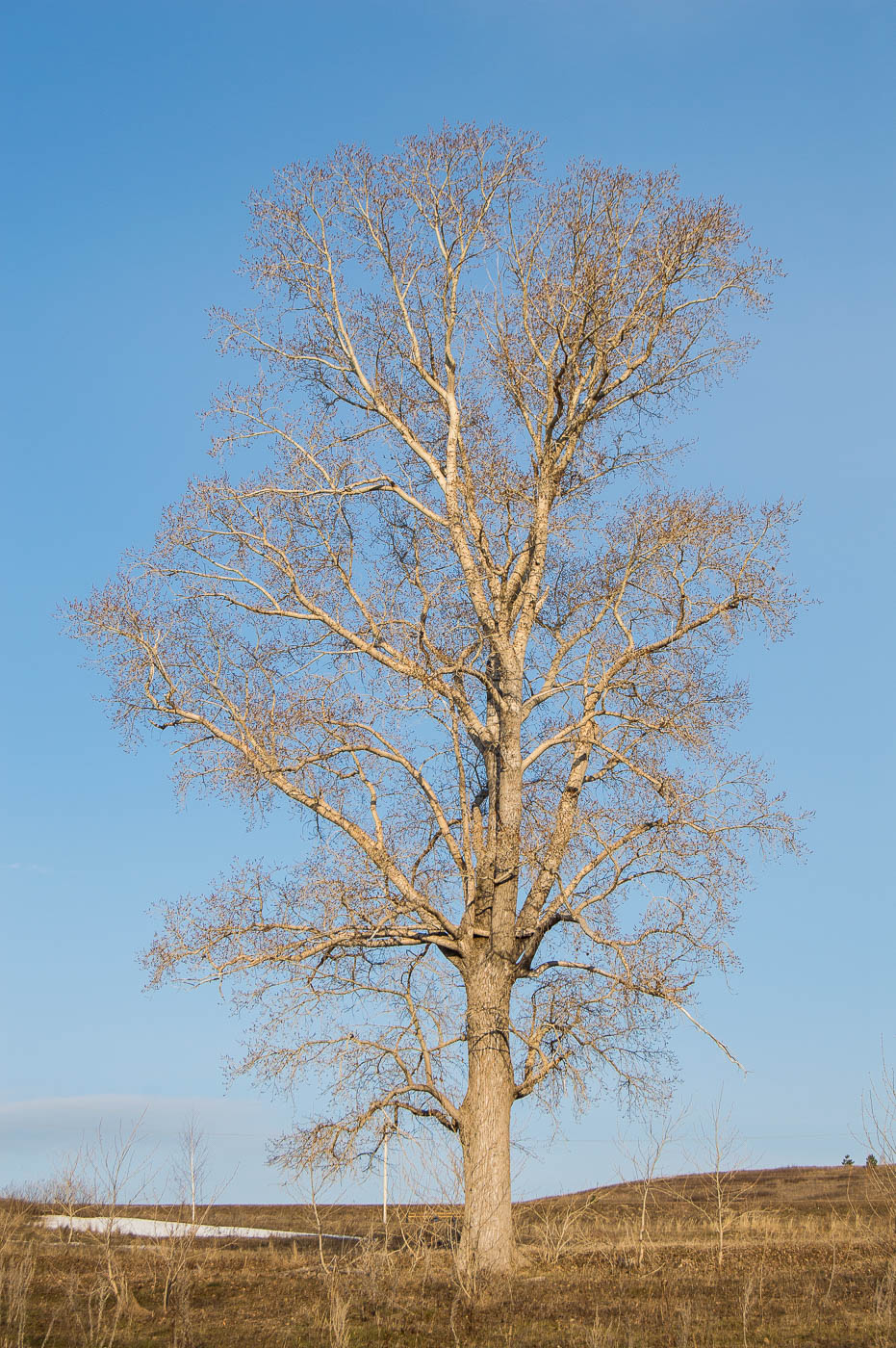 Image of genus Populus specimen.