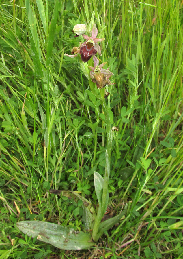 Изображение особи Ophrys mammosa ssp. caucasica.