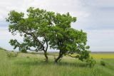 Quercus robur