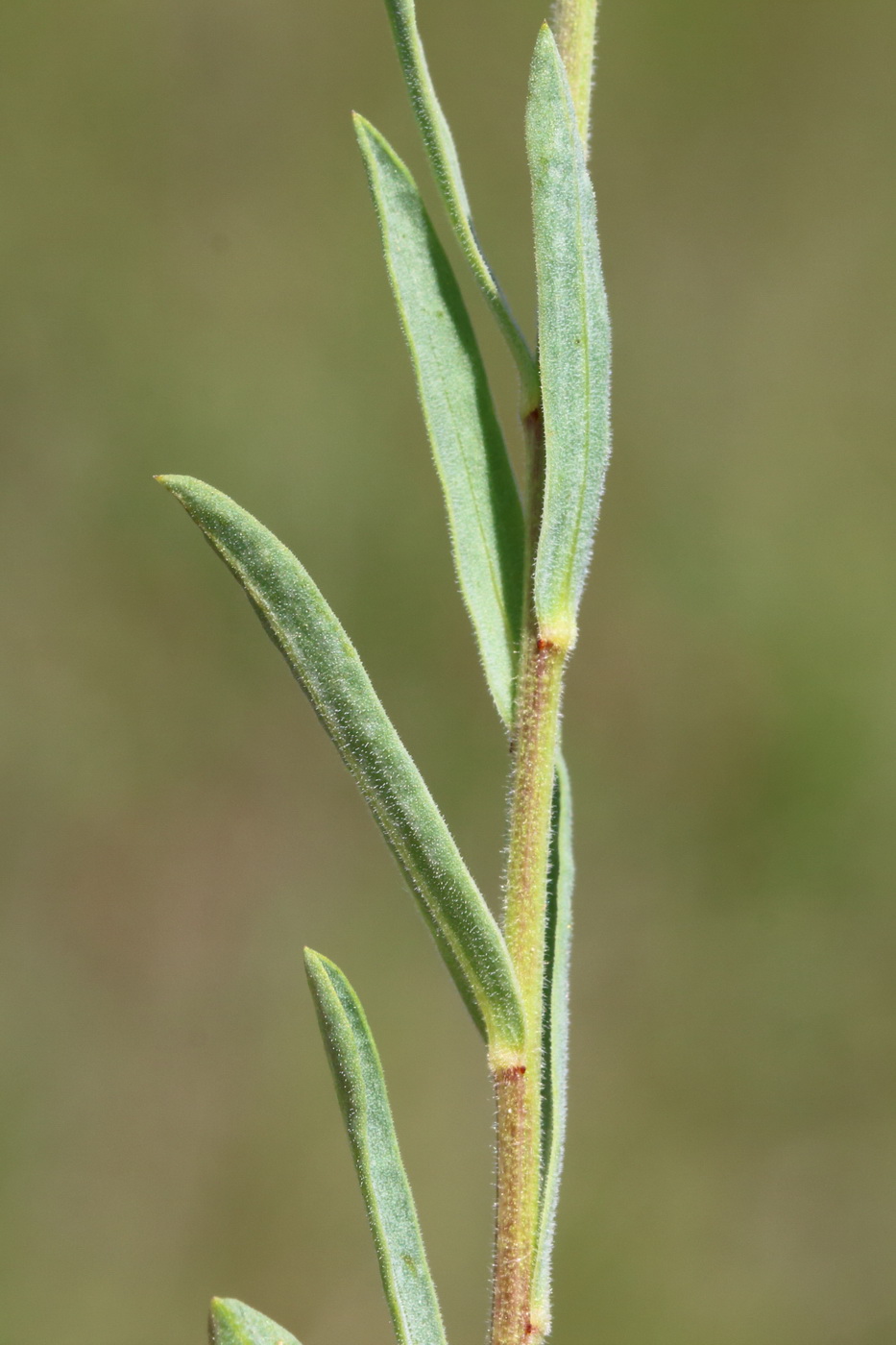 Image of Linum czernjajevii specimen.