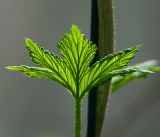 Humulus lupulus