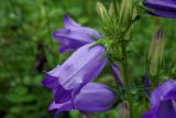 Campanula praealta