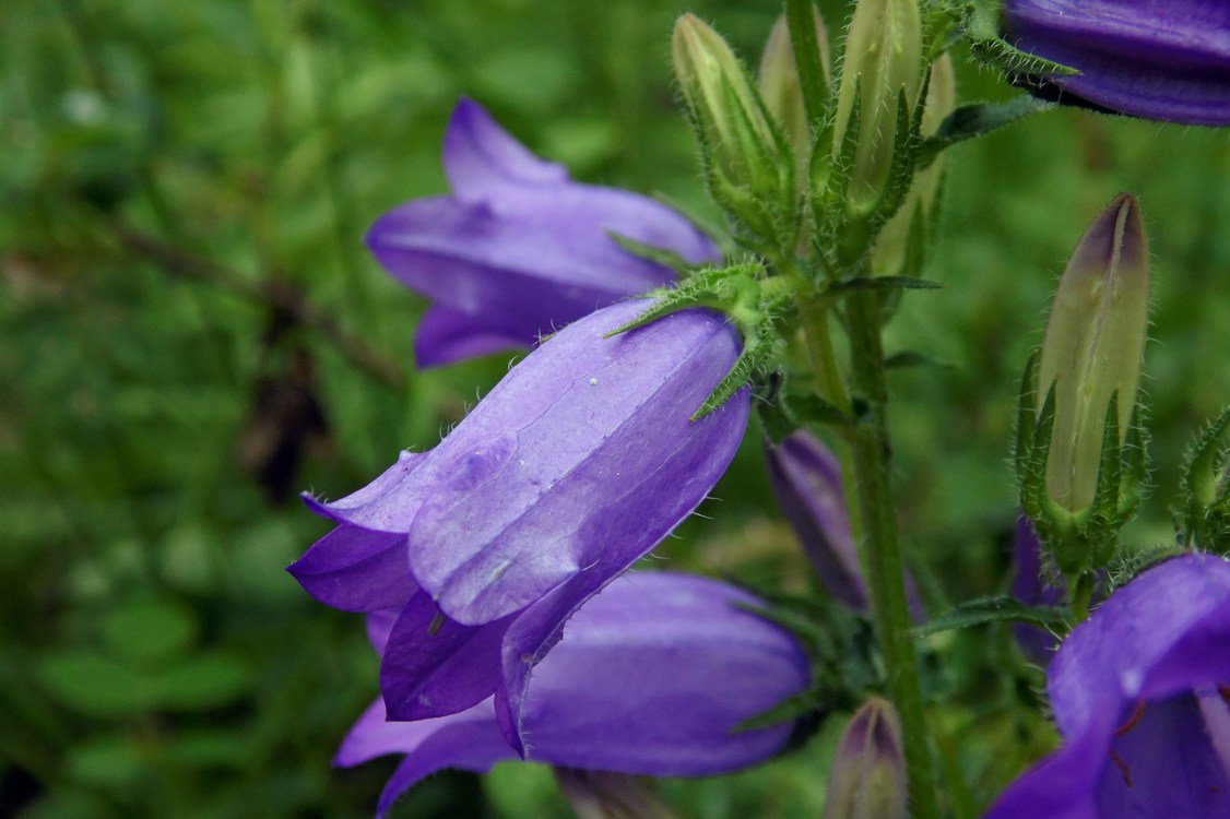 Изображение особи Campanula praealta.