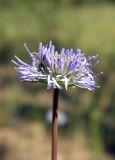 Jasione montana