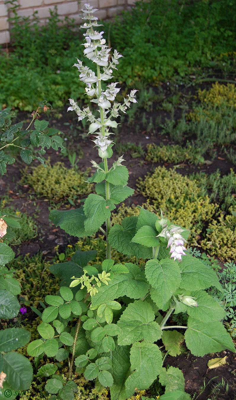 Изображение особи Salvia sclarea.