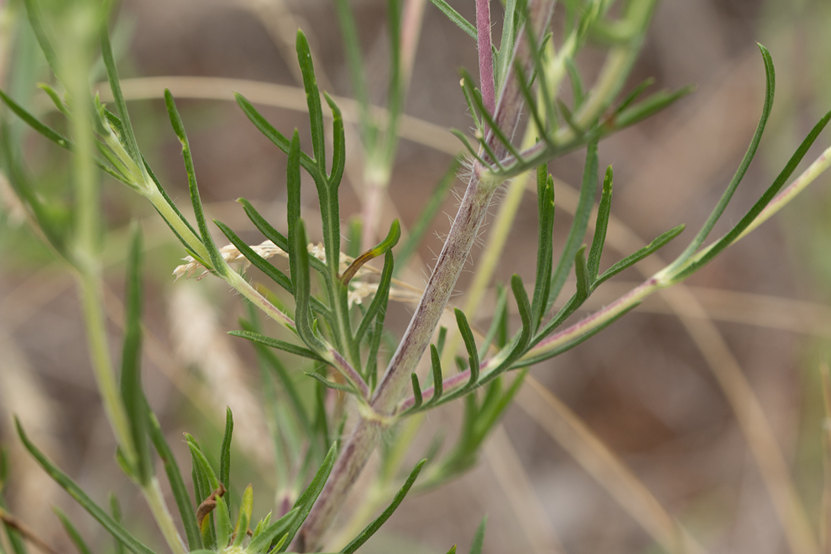 Image of genus Scabiosa specimen.