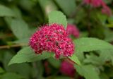 Spiraea japonica