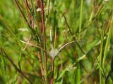 Epilobium adenocaulon