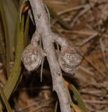 Hakea multilineata