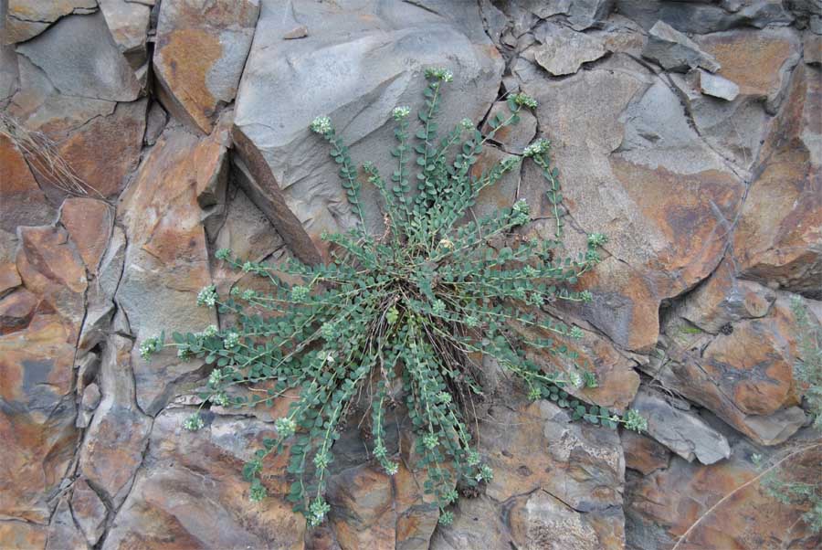 Image of Telephium orientale specimen.