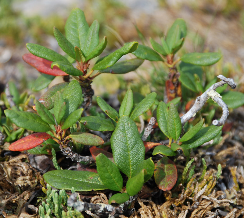 Изображение особи Rhododendron aureum.