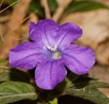 Ruellia prostrata