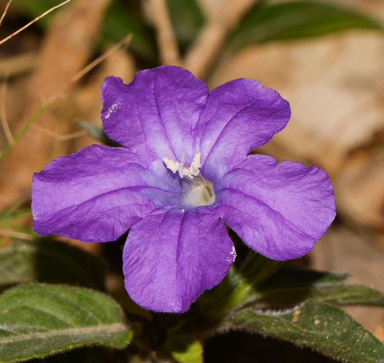 Image of Ruellia prostrata specimen.