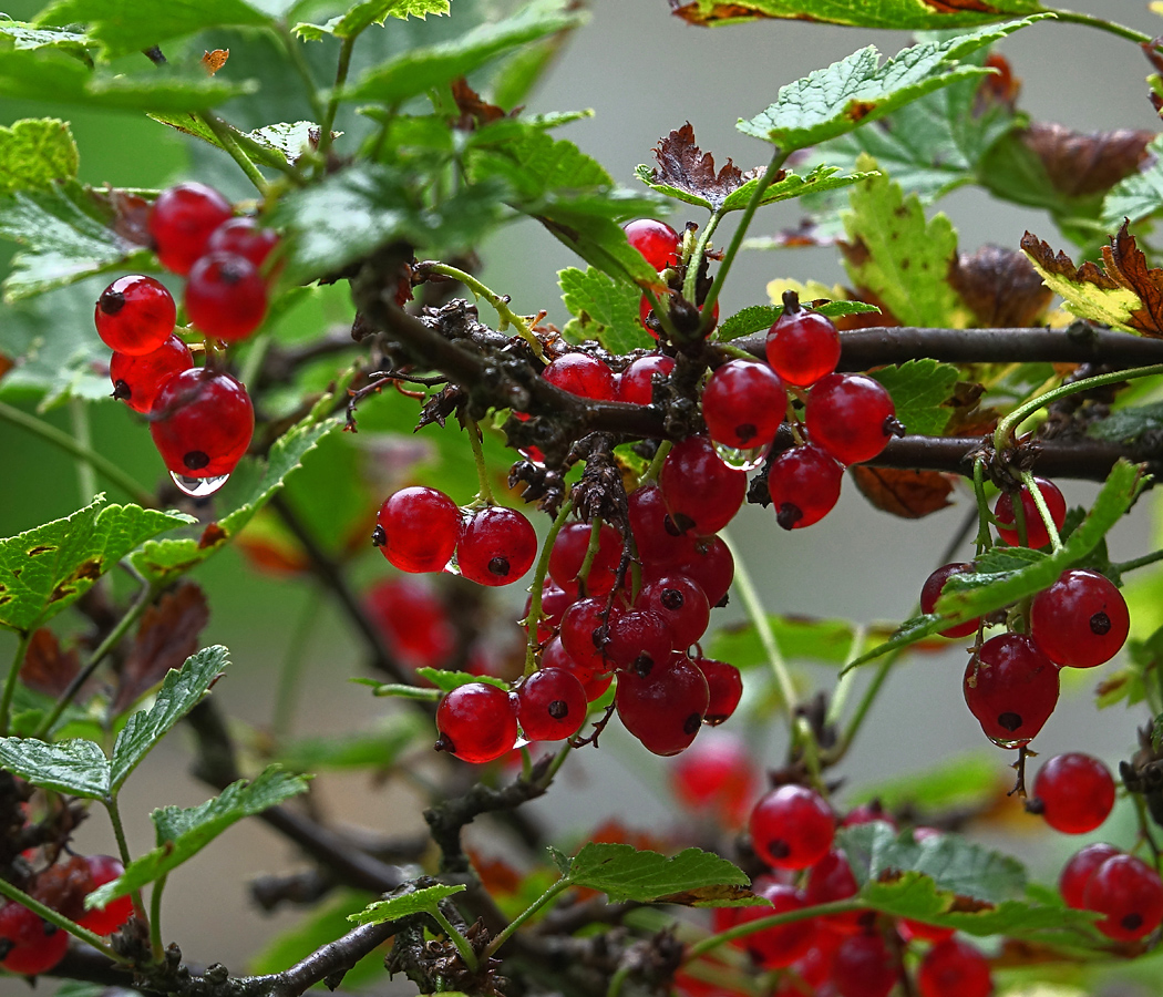 Image of Ribes rubrum specimen.