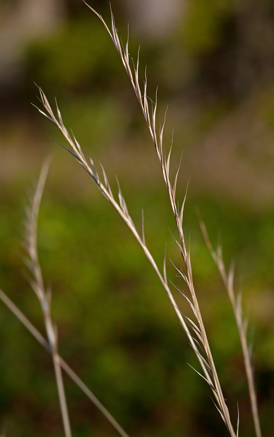 Изображение особи Nardus stricta.