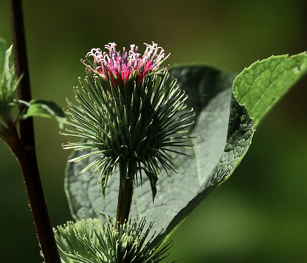 Изображение особи Arctium minus.