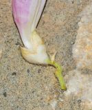 Chilopsis linearis. Нижняя часть цветка. Израиль, впадина Мёртвого моря, киббуц Эйн-Геди. 27.04.2017.