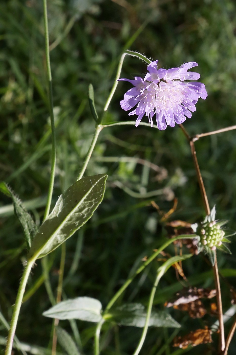 Image of Knautia arvensis specimen.