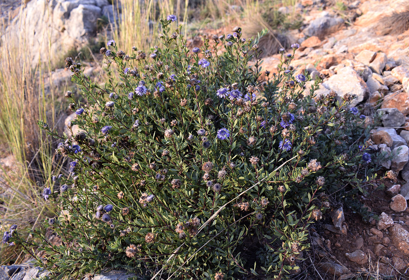 Изображение особи Globularia alypum.