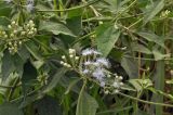 Ageratum conyzoides